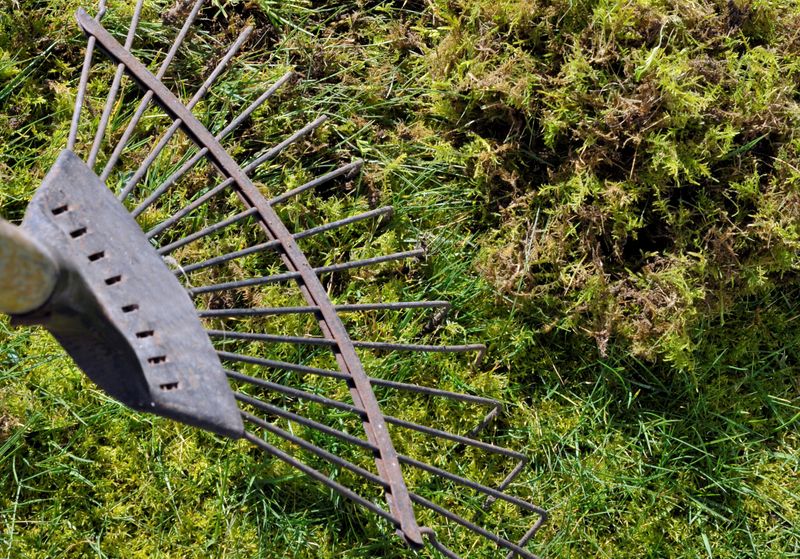 Simple Steps That Can Help Reduce Moss In Lawns