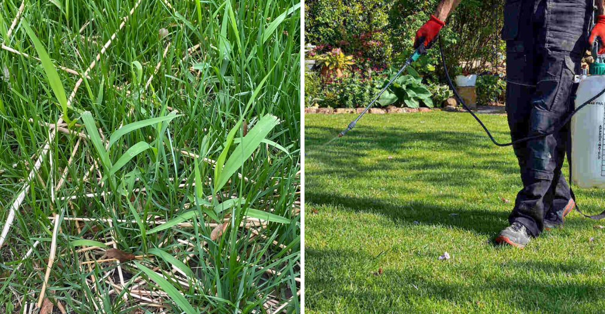 crabgrass and herbicide