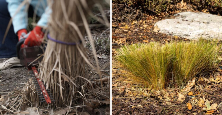 ornamental grass cut down