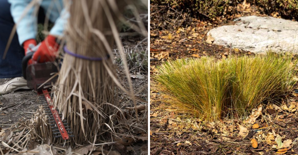 ornamental grass cut down