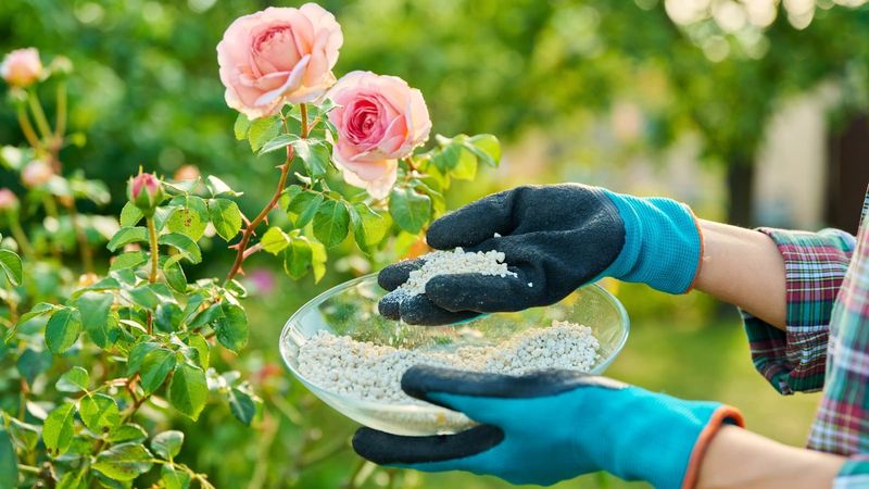 Early Spring Feeding For Stronger Rose Growth