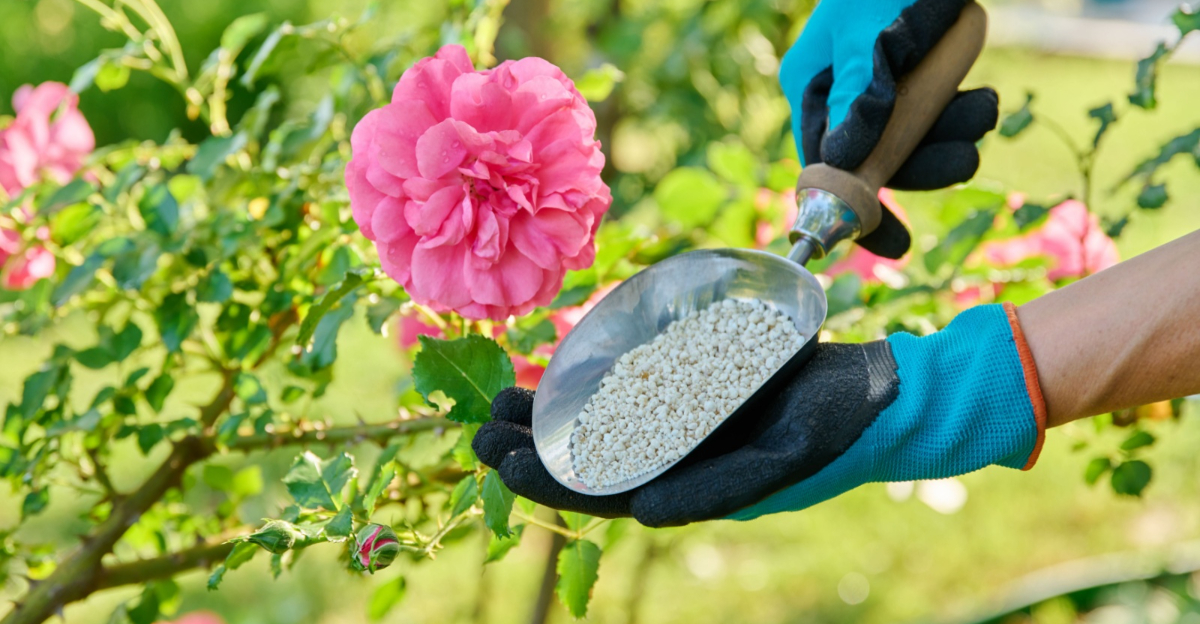 fertilize roses