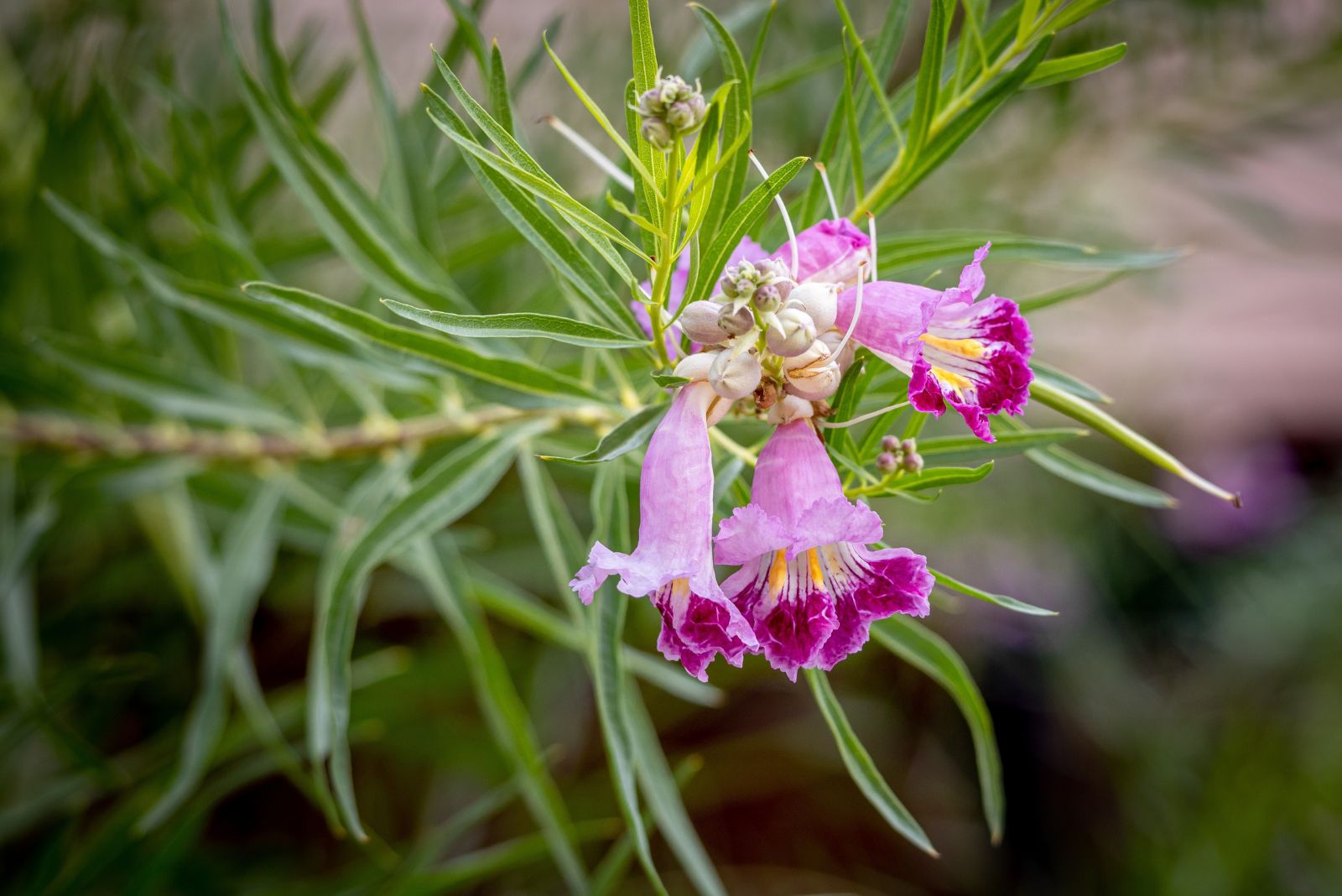 desert willow