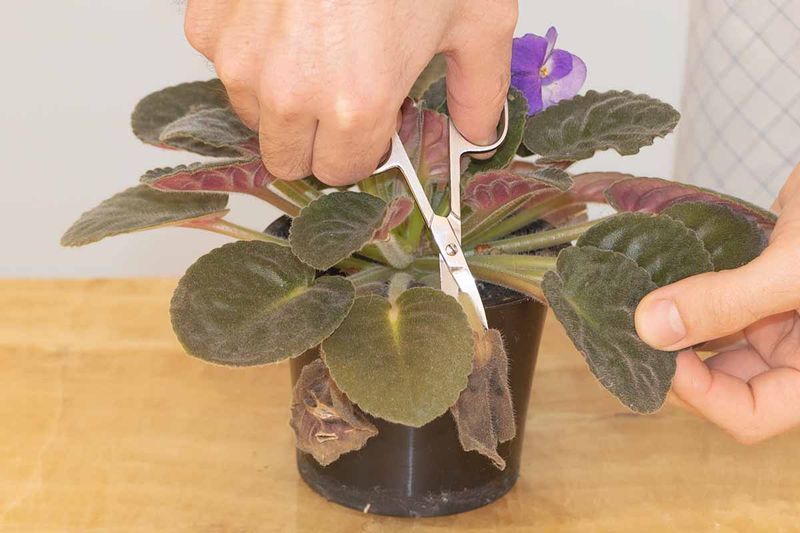 Removing Old Or Damaged Leaves