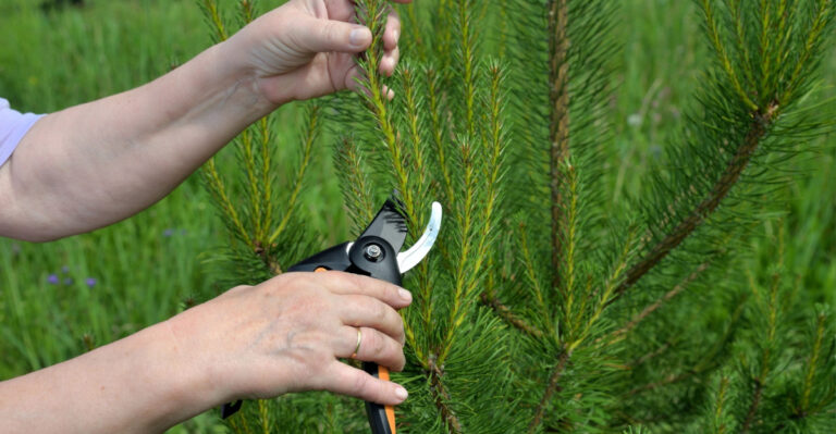 evergreen pruning