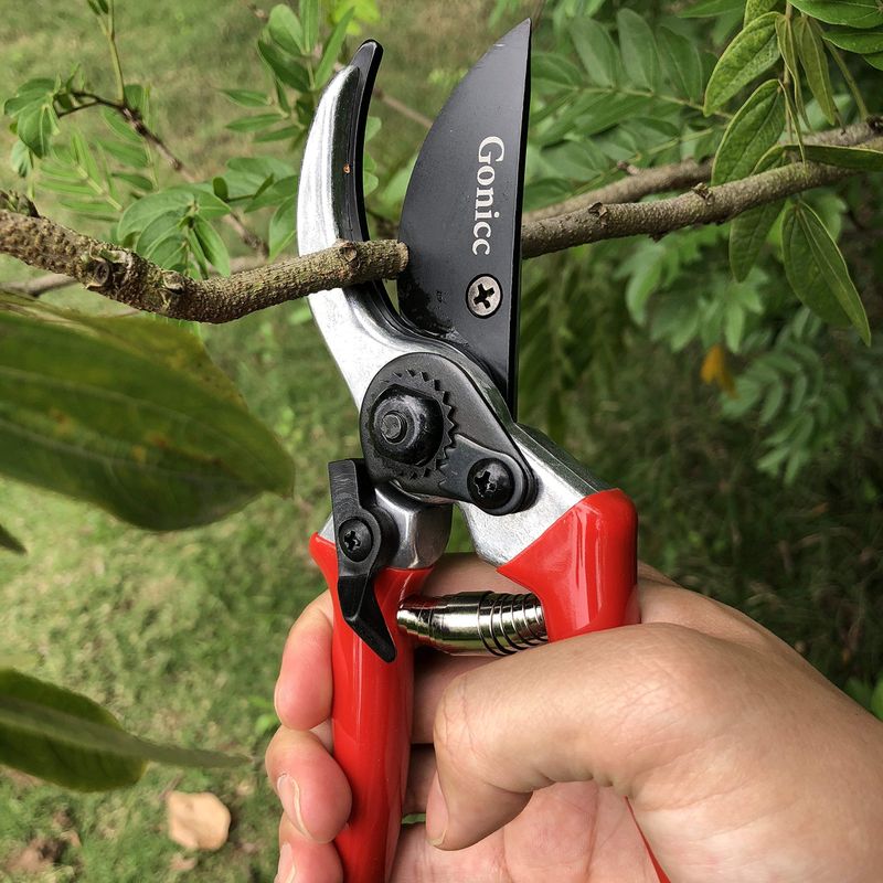 Tools You'll Need For Pruning Hibiscus