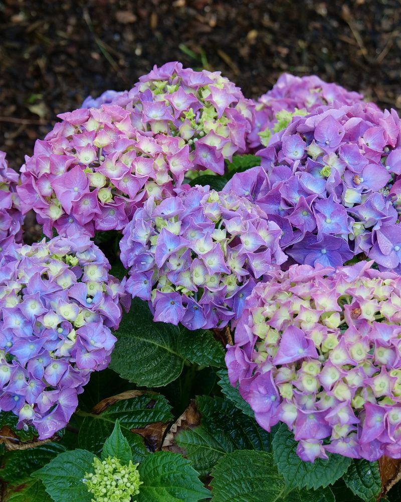 Bigleaf Hydrangea (Hydrangea Macrophylla)