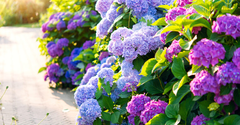 colorful hydrangeas