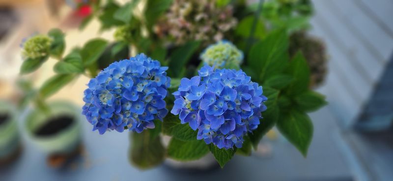 Know Your Hydrangea Type
