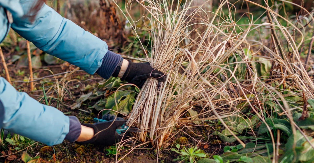 gardener cuts back ornamental grass
