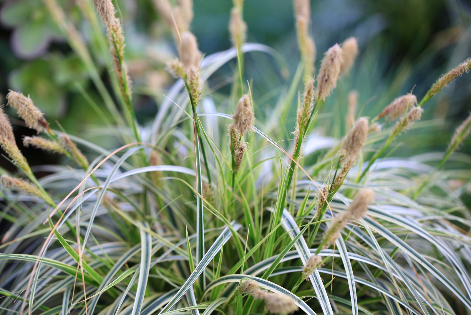 ornamental grass