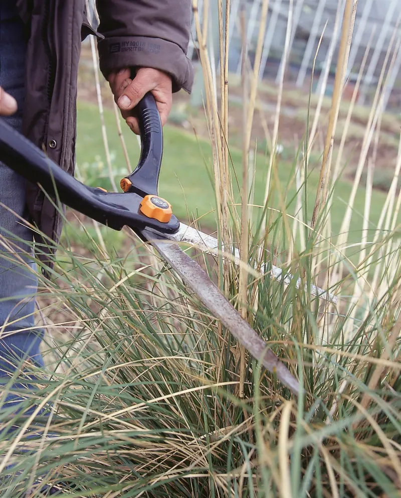 Why Timing Matters When Pruning Ornamental Grasses?
