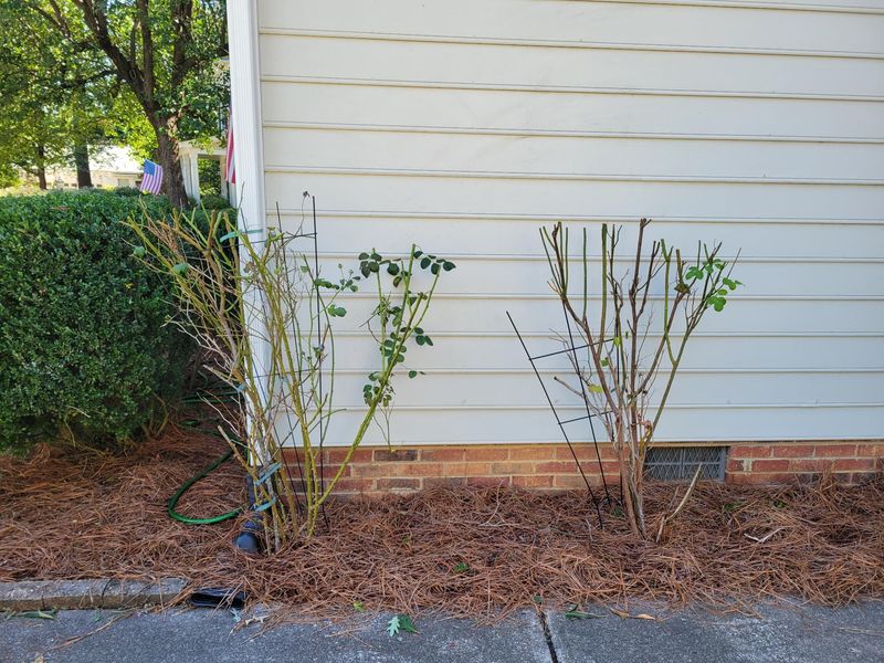 Early Spring Is When Ohio Roses Want A Prune