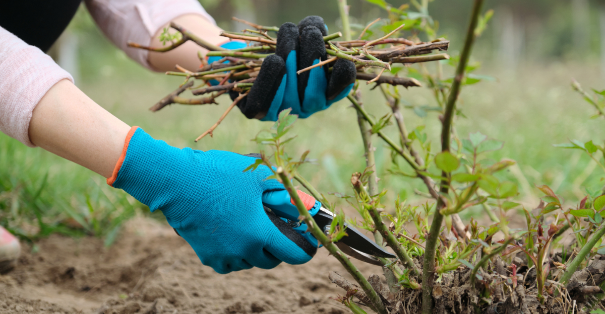 When To Prune Roses In Ohio For The Best Blooms