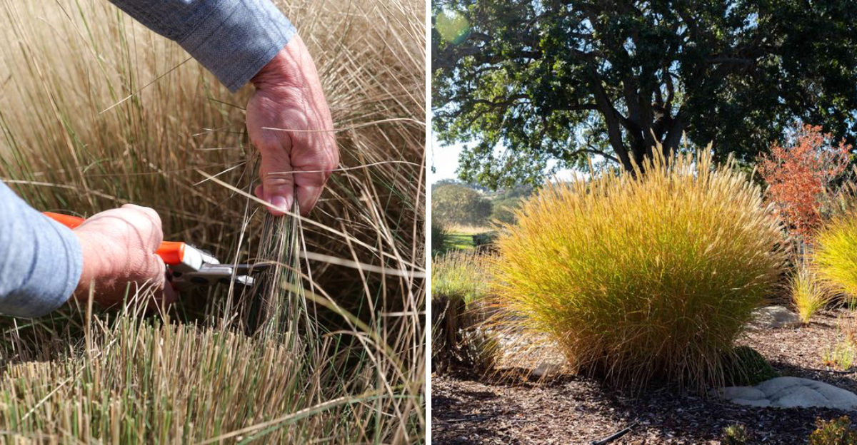 Pruning ornamental grass