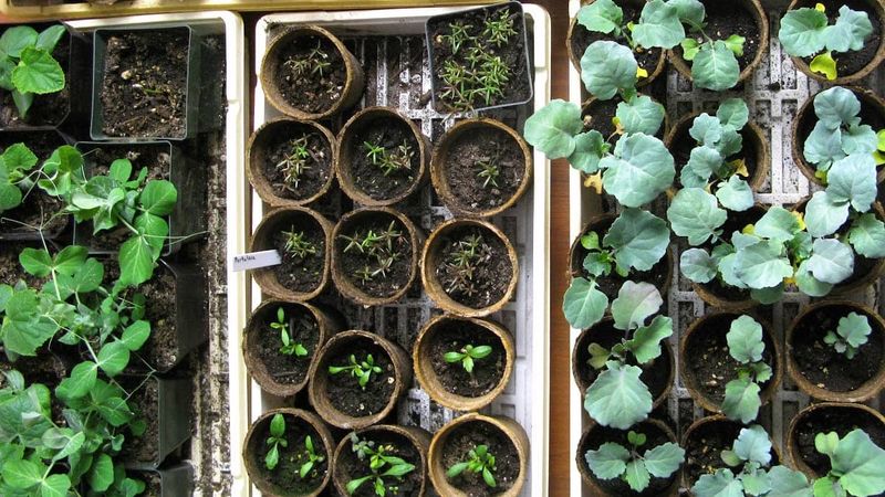 When Late Frost Risk Keeps Outdoor Timing Tight