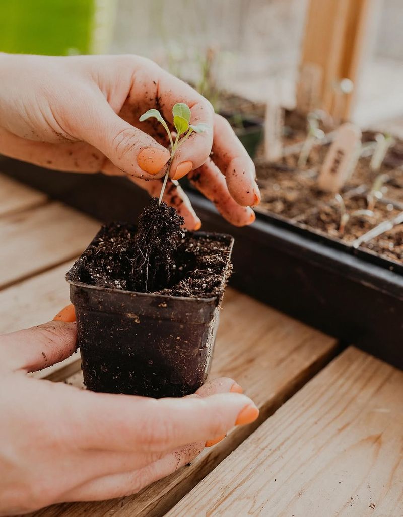 When You Miss The Seed Starting Window