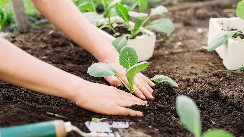 When You Need A Fast Replant After Weather Or Pest Problems