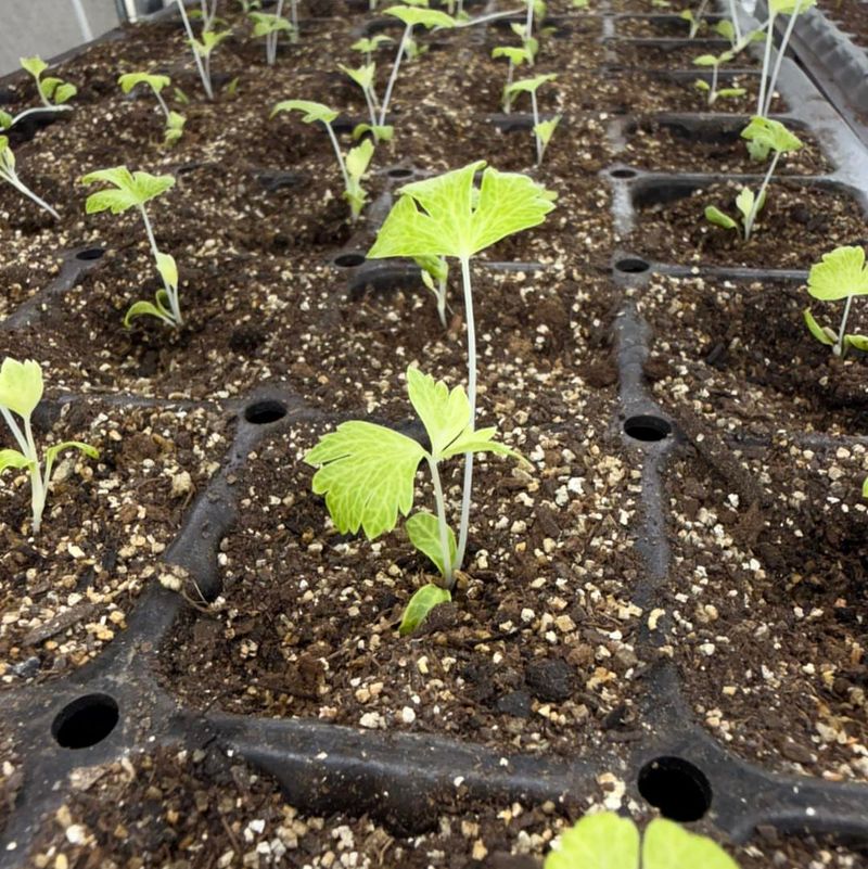 When Plants Are Difficult To Start From Seed