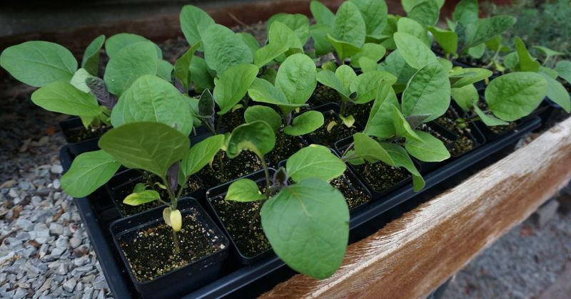 When You Missed The Indoor Seed Starting Window