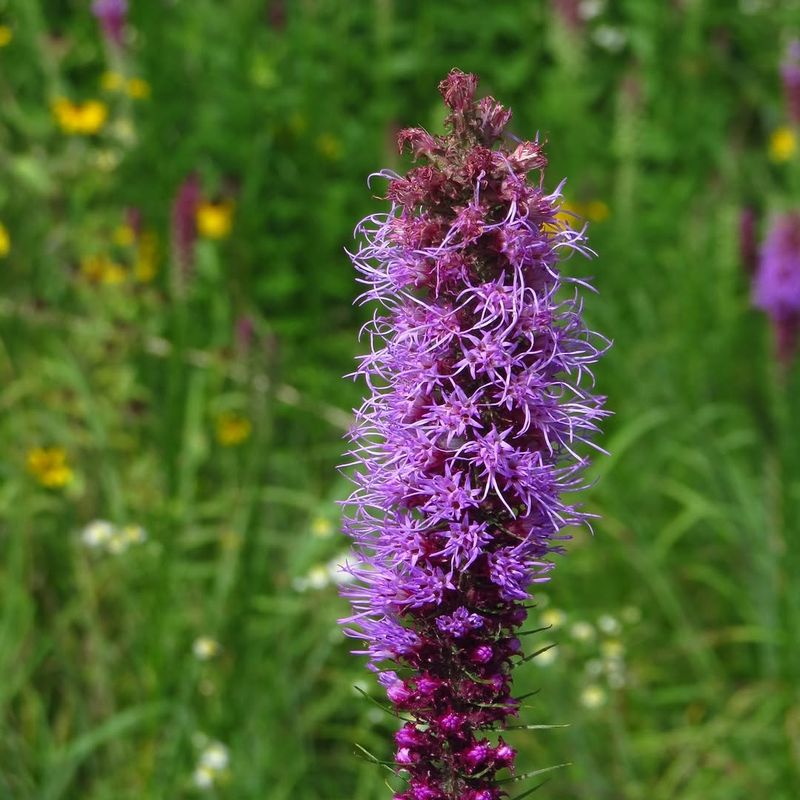 A Fence Line Favorite