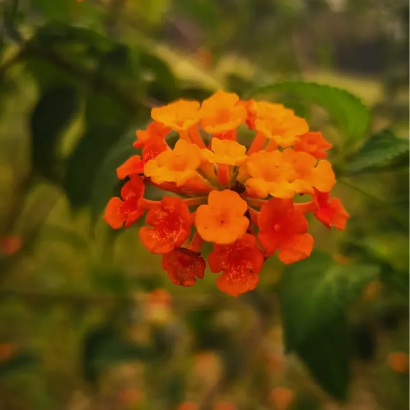 How To Grow And Care For Texas Lantana