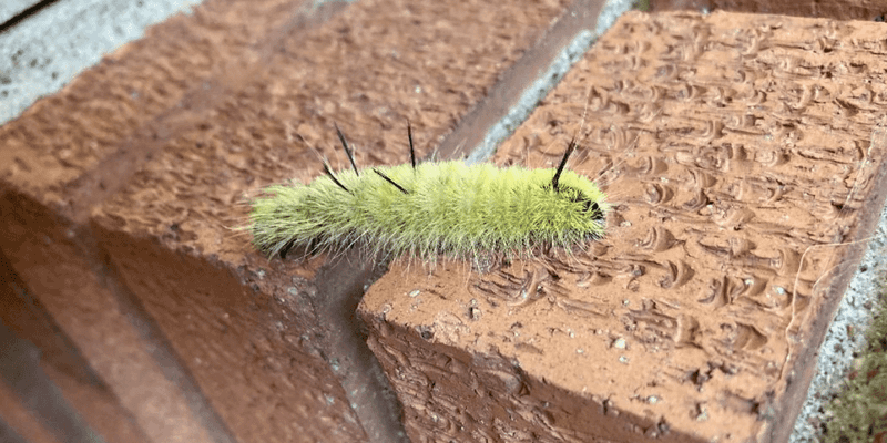 Is It Dangerous To Your Garden Or Just Strange-Looking?