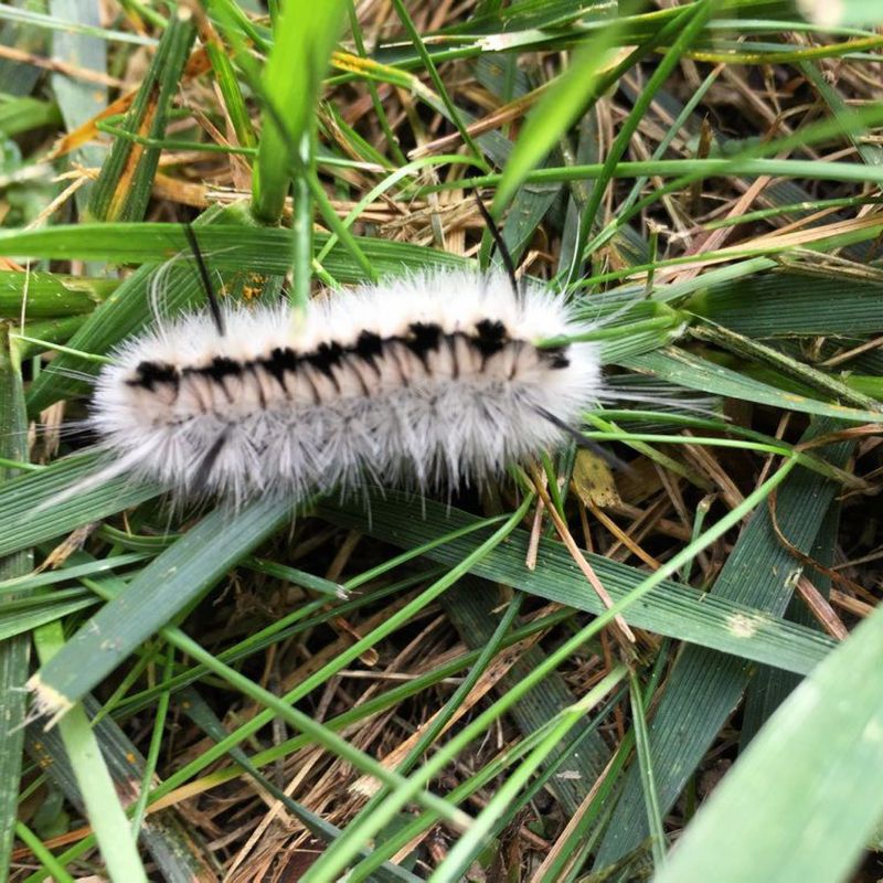 What To Do If You Find One