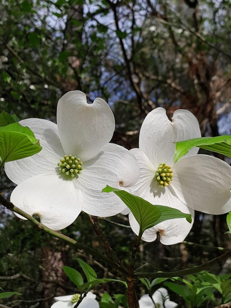 What Helps Flowering Dogwood Grow Well In Georgia