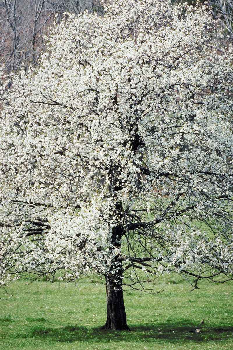 How To Help Your Dogwood Thrive