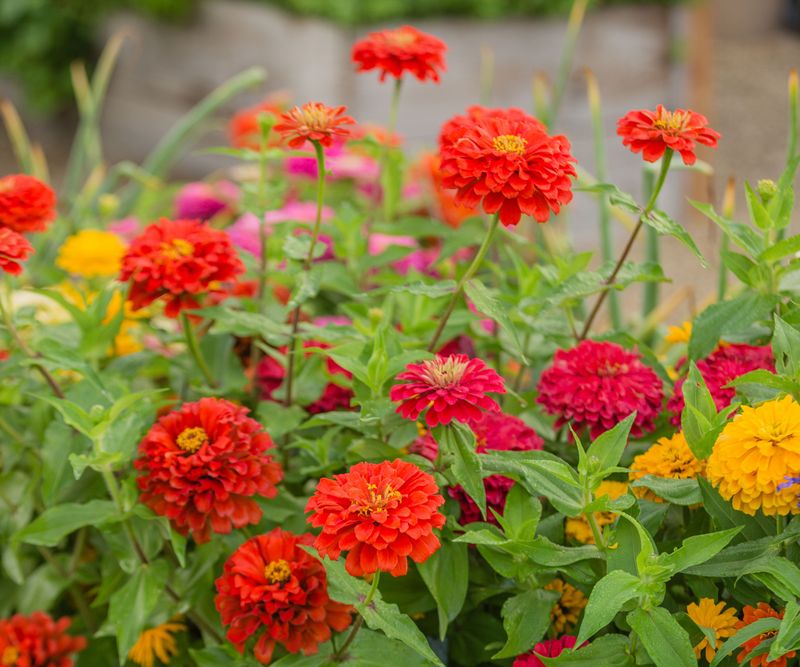 Zinnias