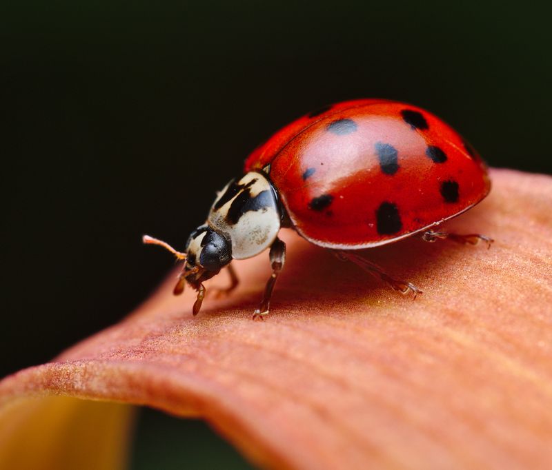 Lady Beetles Patrol Tender Spring Growth
