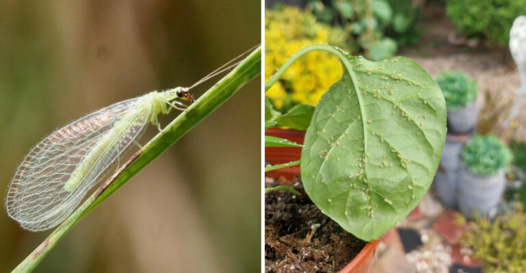 Which Early Spring Bugs In Michigan Gardens Are Beneficial And Which Are Pests