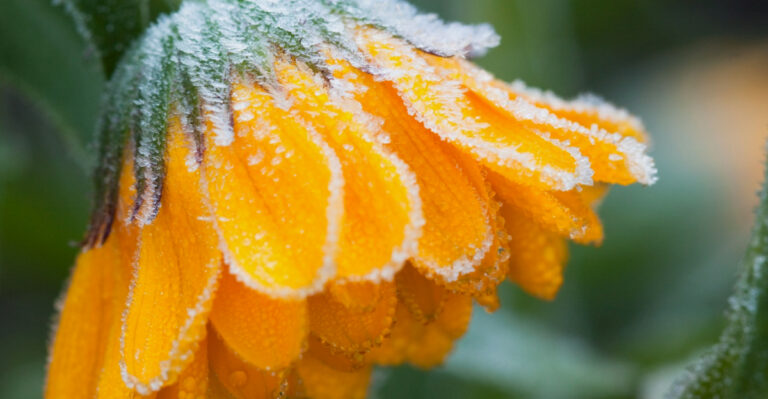 Which Spring Flowers In North Carolina Can Handle Late Frost And Which Ones Struggle