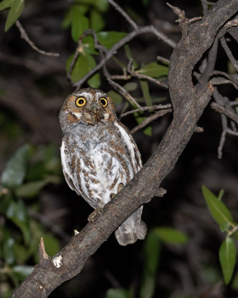 Elf Owl With Mighty Personality