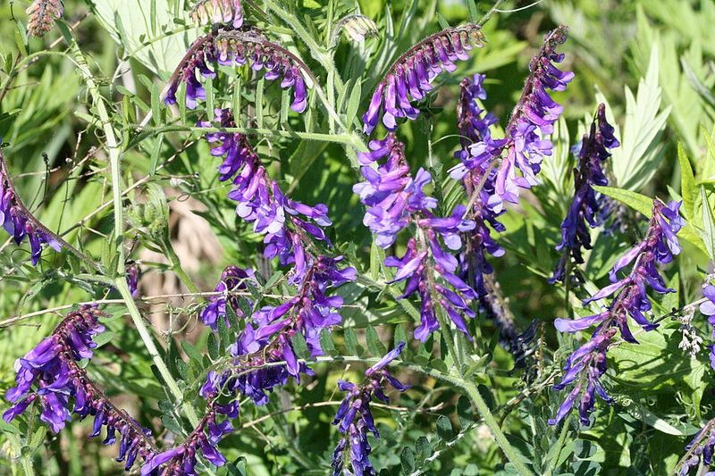 Hairy Vetch Builds Soil Nitrogen With Vigorous Cool Season Growth