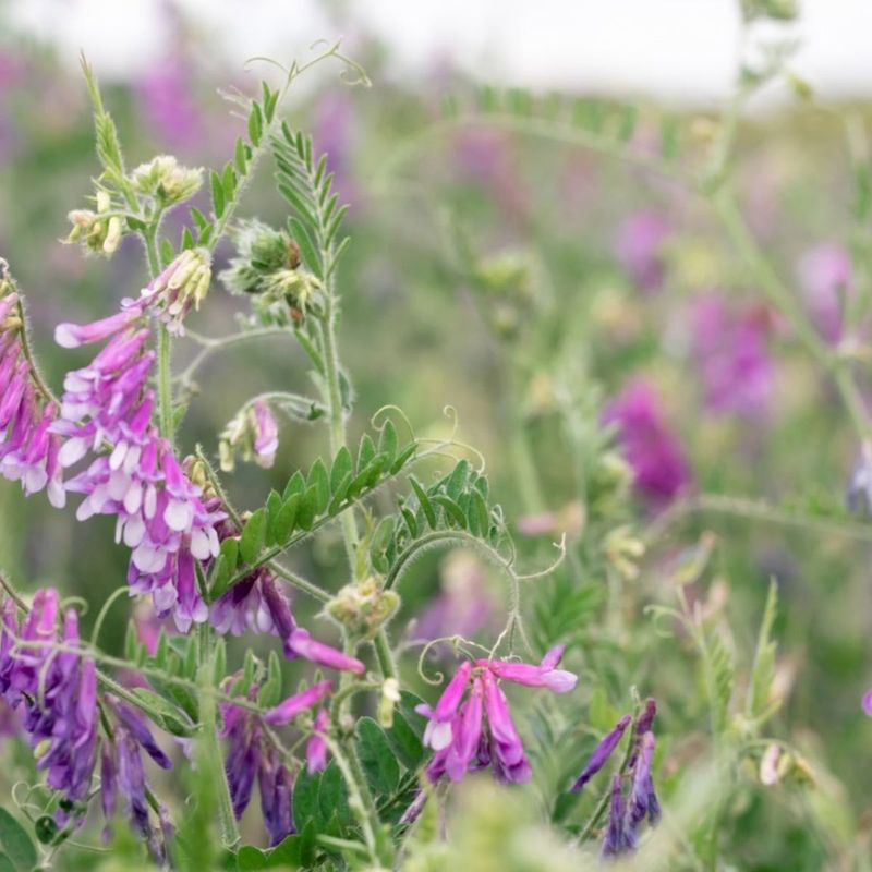 Hairy Vetch Restores Nitrogen Before Spring Planting