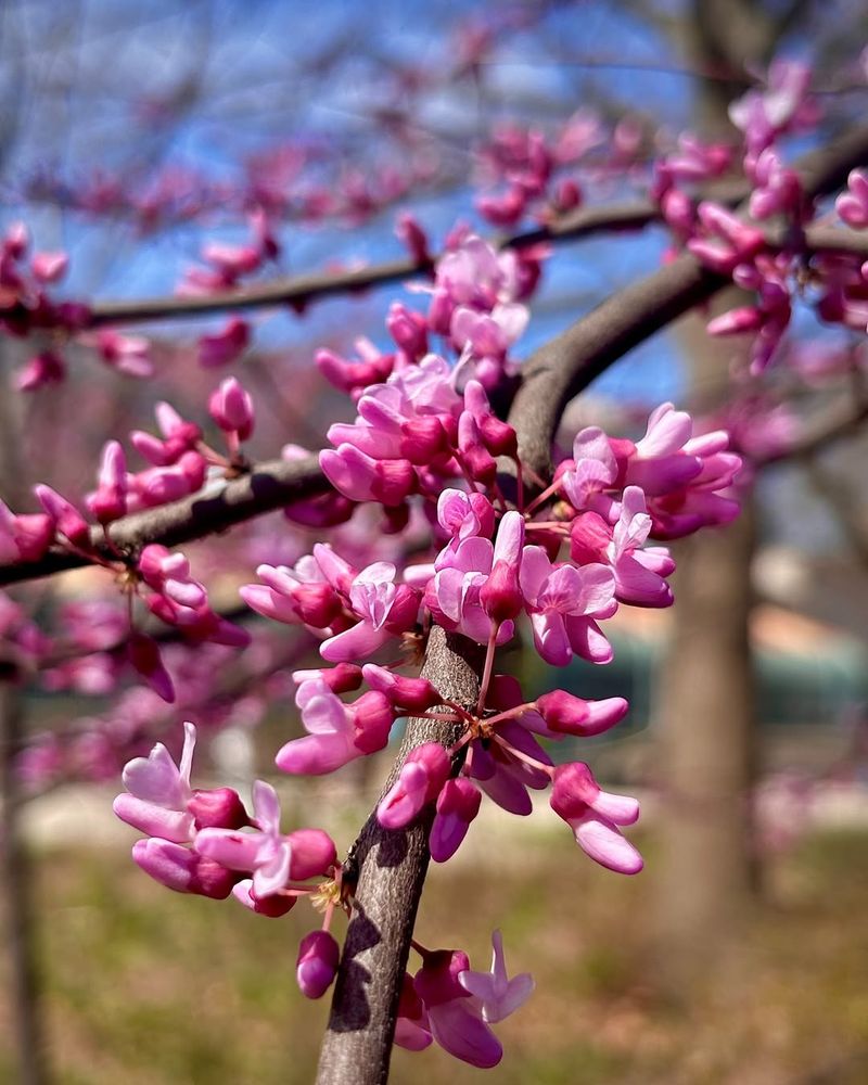 Redbud Starts The Season With Pink Blooms And Heart Shaped Leaves