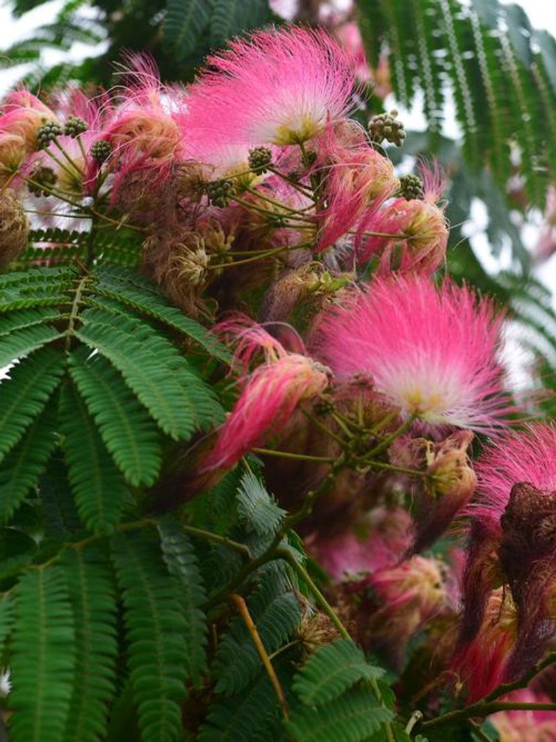 Mimosa Tree Looks Delicate And Breaks Just As Easily