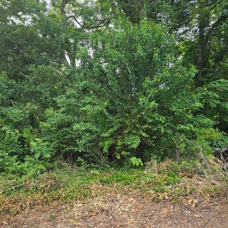 Privet Forms Dense Thickets That Are Difficult To Control