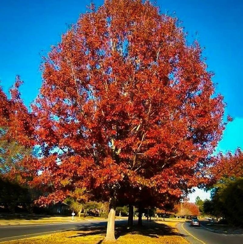 Southern Red Oak Grows Into A Strong Shade Tree For Large Yards