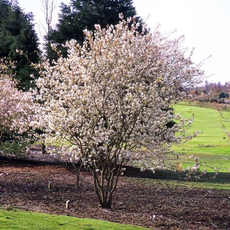 Serviceberry With Sweet Spring Blooms