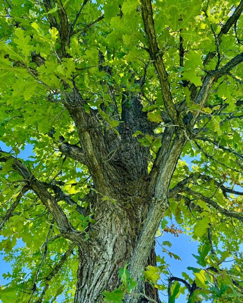 Bur Oak