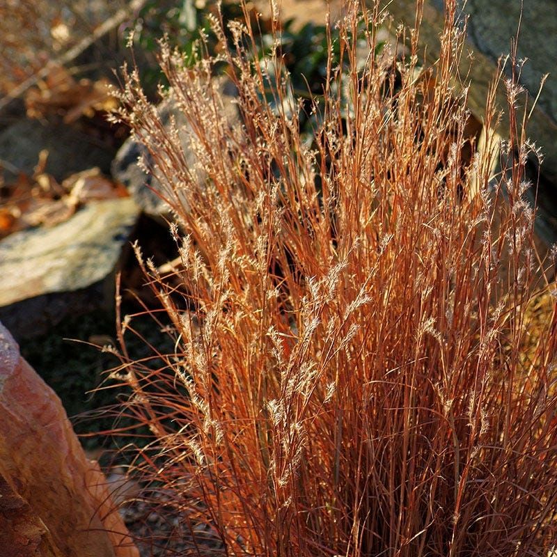 Little Bluestem Survives Harsh Winters With Deep Roots
