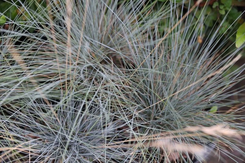 Creeping Muhly Adds Fine Texture While Covering Open Ground