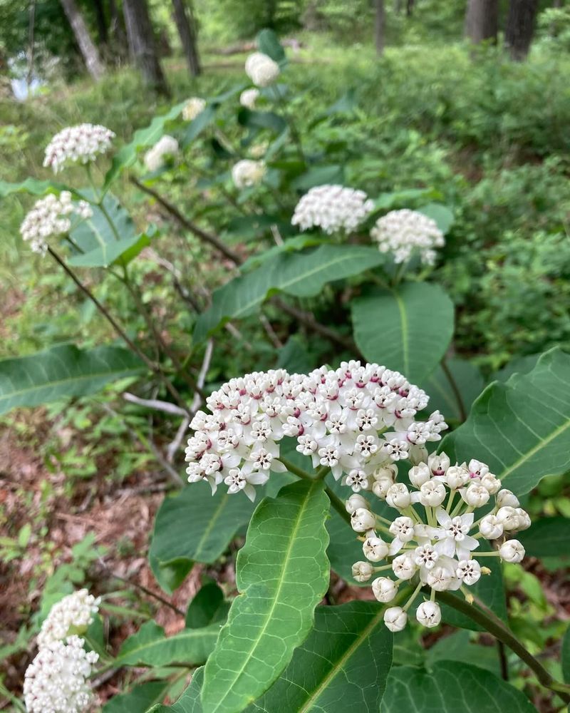 Redring Milkweed Grows Well Along Woodland Edges