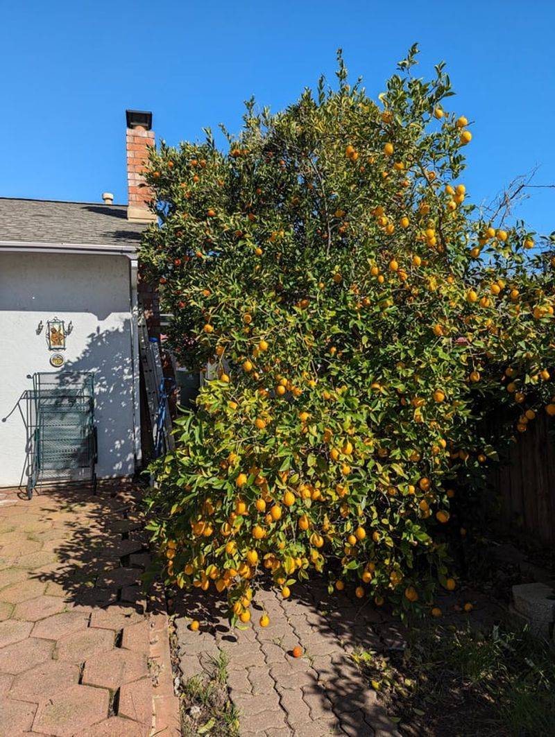 Late Winter Is The Ideal Window