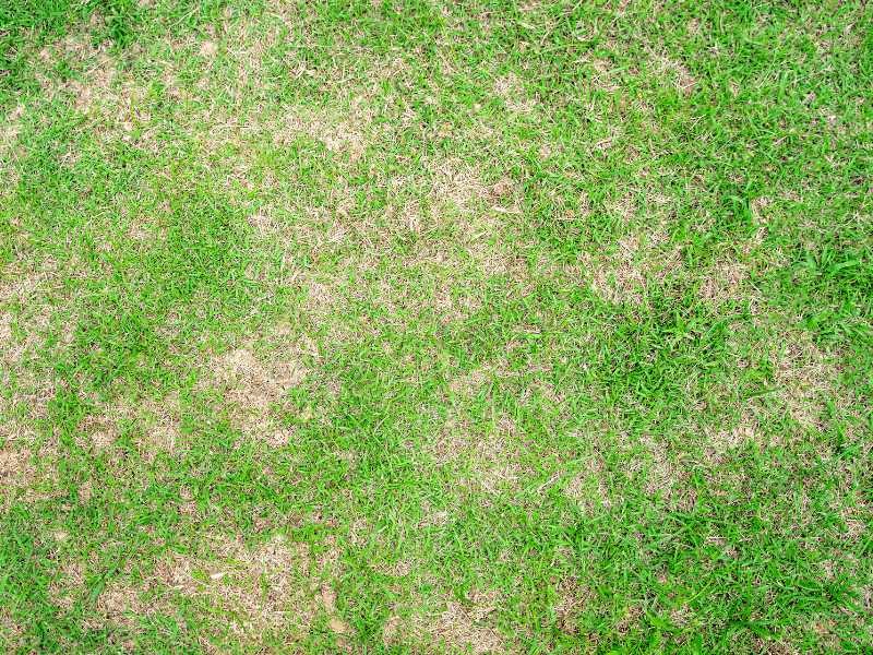 Mowing Too Early When Grass Looks Yellow