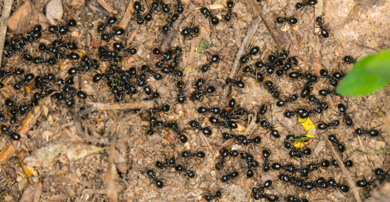 ants in garden beds