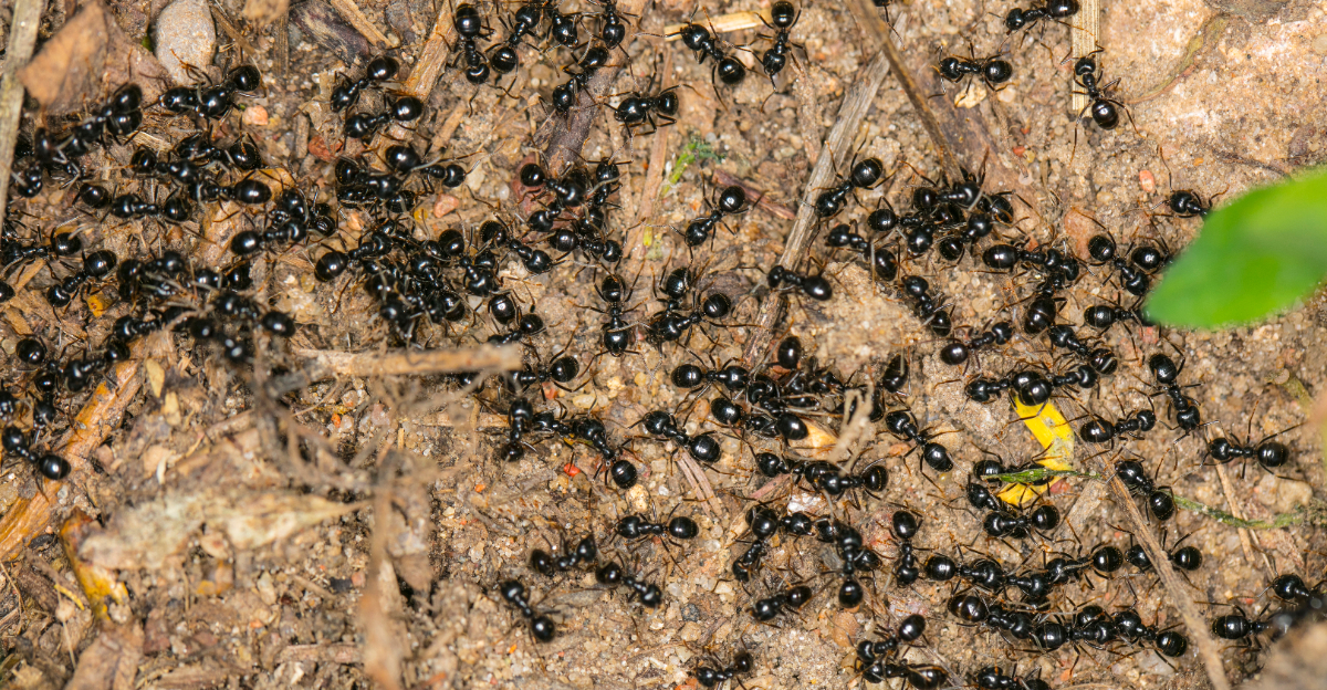 ants in garden beds